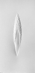 Weißes Blatt II
